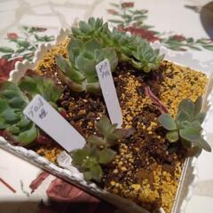 多肉植物ストロベリーアイスｘイリア他
