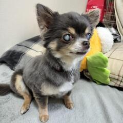 大募集🈁‼️新規メンタル、グル通メンバー募集🈁🐶