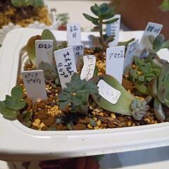 多肉植物　苗　葉押しの画像