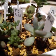 多肉植物　苗　葉押しの画像