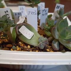 多肉植物　苗　葉押しの画像