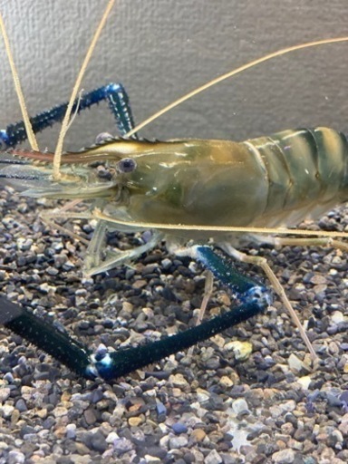 アジアンブルーロブスター　オニテナガエビ