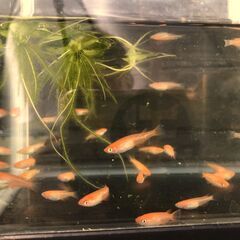 【３０匹で１０００円】メダカ【楊貴妃】2023-48 好評《受渡完了》の画像