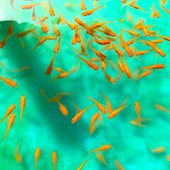 【３０匹で１０００円】メダカ【楊貴妃】2023-48 好評《受渡完了》の画像