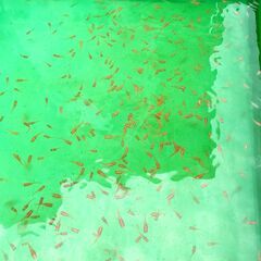 【３０匹で１０００円】メダカ【楊貴妃】2023-48 好評《受渡完了》の画像