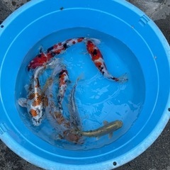 錦鯉の販売の画像