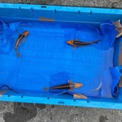 錦鯉の販売の画像