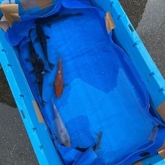 錦鯉の販売の画像