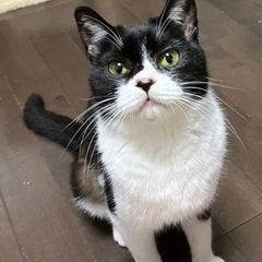 小柄で人大好き女の子（糸島市）の画像
