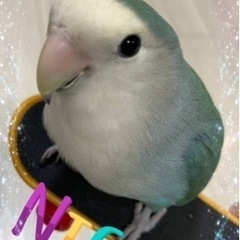 インコ仲間募集🦜