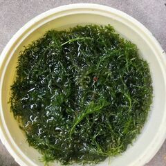 水草