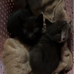 緊急募集です