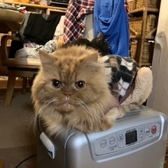 ペルシャ猫の男の子