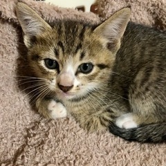 キジトラと茶トラの兄弟 - 猫