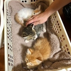 キジトラと茶トラの兄弟 - 里親募集