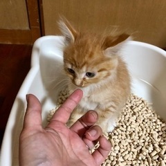 キジトラと茶トラの兄弟 − 沖縄県