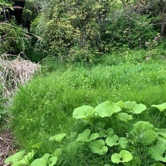 草刈り、剪定、伐採　時給1000円〜