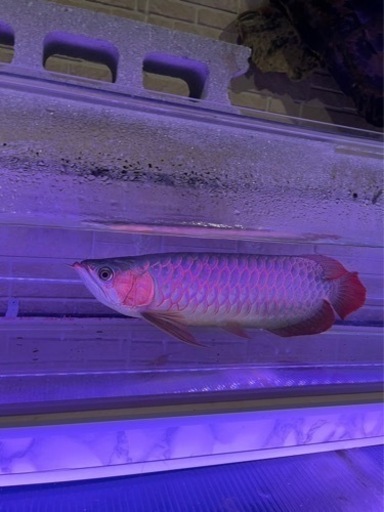 熱帯魚　綺麗