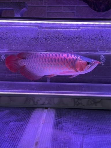 熱帯魚　綺麗