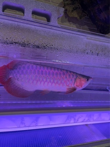 熱帯魚　綺麗