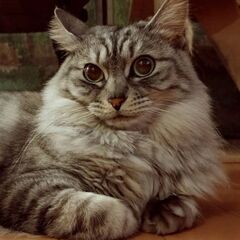 🐱避妊手術済み・左耳カットあり🐱4～5歳のシルバー長毛の女の子