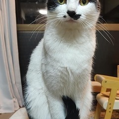 猫には新しい家が必要です - Cats need a new home
