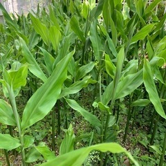 茗荷(みょうが) 苗　あと少しの画像