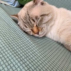 里親募集しています