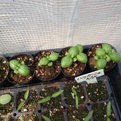 バジル苗の画像