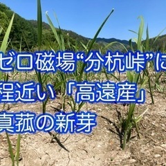 真菰　マコモダケ　苗　新芽　5株