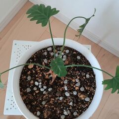 クッカバラ☆観葉植物