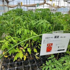 トマト 実生苗 麗夏 大玉 とまと 9㎝ ポット 店頭販売品