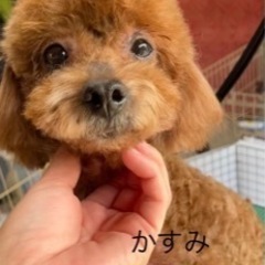 里親さん募集🐕
