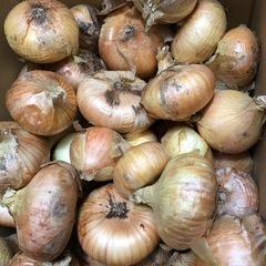 新玉ねぎ　1kg