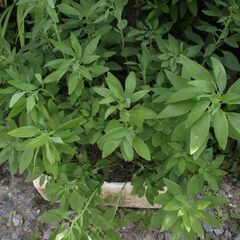 【お話中】　　　【最終処分】　お花いっぱい　アルストロメリア　ピ...