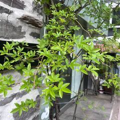 【鉢植え無料】植木　シンボルツリー／モッコウバラ差し上げます！の画像