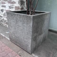 【鉢植え無料】植木　シンボルツリー／モッコウバラ差し上げます！の画像