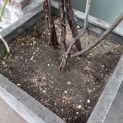 【鉢植え無料】植木　シンボルツリー／モッコウバラ差し上げます！の画像