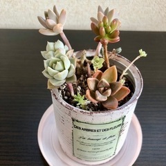 多肉植物　寄せ植え　コーン缶リメイク