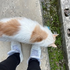 迷い猫ちゃん