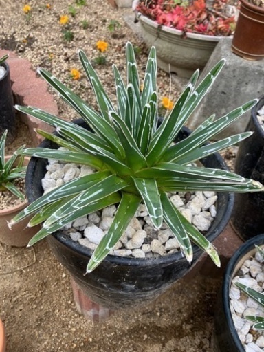 ササノユキ7号鉢