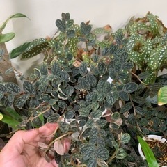 ペリオニア　プルクラ　観葉植物