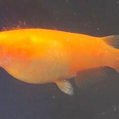楊貴妃メダカ ダルマ体型1匹の画像