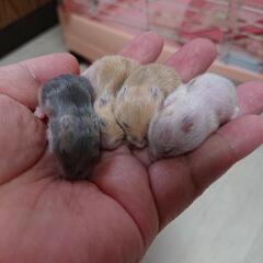 🐹ジャンガリアンハムスター