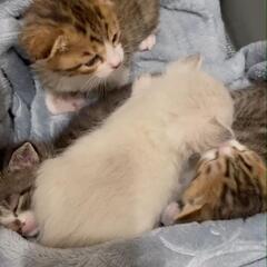 猫　愛媛県大洲市です