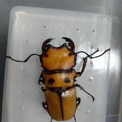 メンガタクワガタ 52ミリ