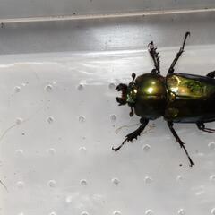 ニジイロクワガタ 2オス 3メスの画像