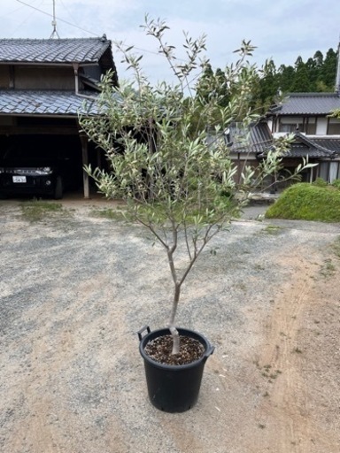 オリーブの木 エルグレコ オリーブ 庭木 地植えにも