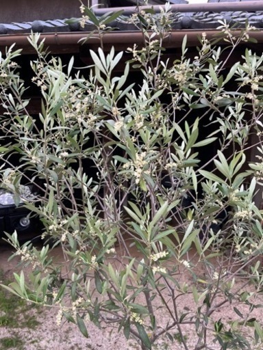 オリーブの木 エルグレコ オリーブ 庭木 地植えにも