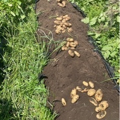 🥔減農薬栽培🥔じゃがいも　2kg400円〜の画像
